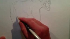 Quick bear sketch from reference