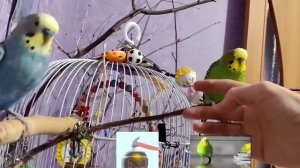 Птичкины красавчики попугайчики спать хотят