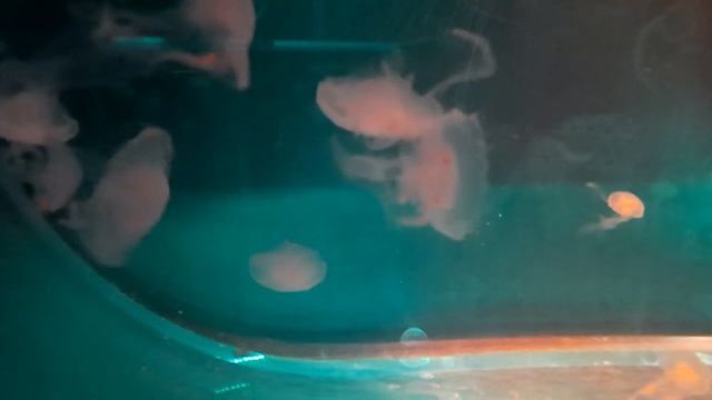 Sealife Centre in Birmingham , United Kingdom/ Национальный центр морской жизни в Англии