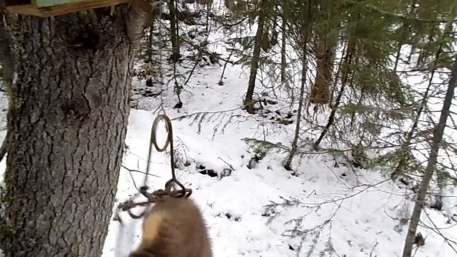 50 дней в тайге Прикамья. Бродяги Севера. Часть 5