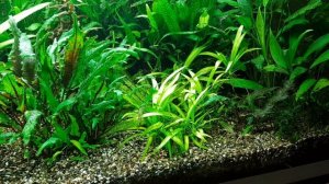 Погружной фитофильтр в аквариум своими руками. Часть 3. Спустя 2 недели