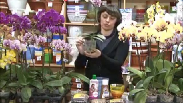 Как ухаживать за орхидеями