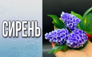 Сирень/Мыловарение