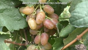 Аполлон Никополя - плюс один шикарный розовый мускат на моем винограднике