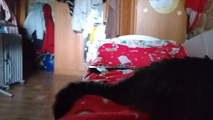 обзор на пест