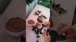 Укоренение миниатюрной розы