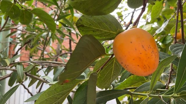 ул. Бирюзовая, красивая и зеленая и море рядом! ?ЛАЗАРЕВСКОЕ СЕГОДНЯ?СОЧИ.