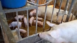 Кормление маленьких поросят.