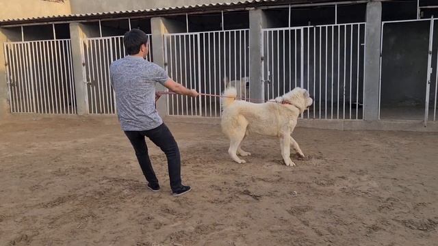 самый красивый Кобель! 2020 питомник Зия обзор Туркменских собак Ашхабад Гарадамаг смотреть онлайн