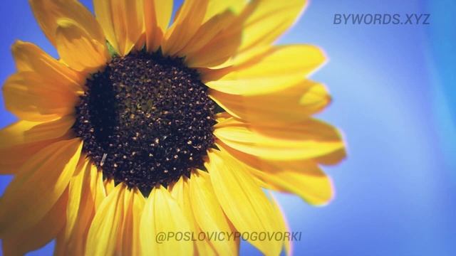 ГОЛОДНОЙ КУРИЦЕ ВСЁ ПРОСО снится: смысл и значение смотреть онлайн