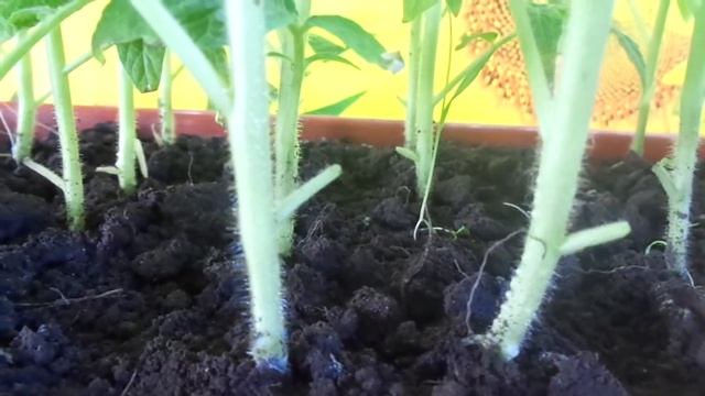 ПОЧЕМУ У РАССАДЫ ТОМАТОВ ЗАСЫХАЮТ И ОПАДАЮТ ЛИСТЬЯ. Ольга Чернова.