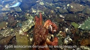 Дальневосточные крабы. Волосатый краб.