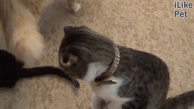 Как ухаживать за беременной кошкой? смотреть онлайн