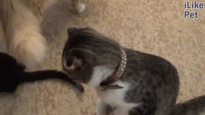 Как ухаживать за беременной кошкой?