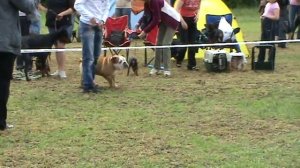 Английский бульдог сравнение кобелей в ринге (выиграл юниор).