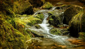 Звук воды и щебетание птиц для релаксации и медитации ✦ relax ✦ sounds of the forest