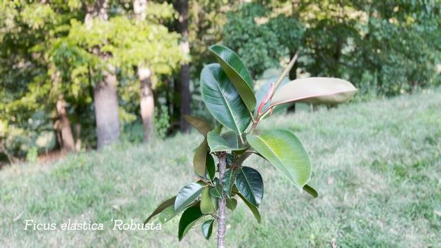 How Fast Do Rubber Trees (Ficus Elastica 'Robusta' House Plants) Grow?