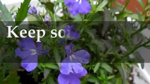 How to grow Lobelia Plants at Home