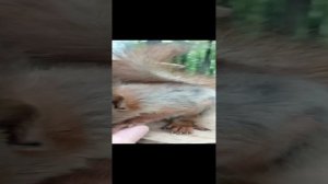 Бельчонок ест орешки