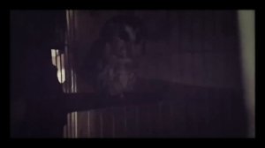 Голос мохноногого сыча. Так он меня будит в 6 утра.