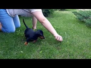 Мальчуган ушастый