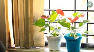 Anthurium Care Tips | Tips To Get More Blooms In Anthurium