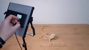 ОНИ ВИДЕЛИ ДИНОЗАВРОВ. ДОИСТОРИЧЕСКИЕ ЖИВОТНЫЕ В ОДНОМ ТЕРРАРИУМЕ.