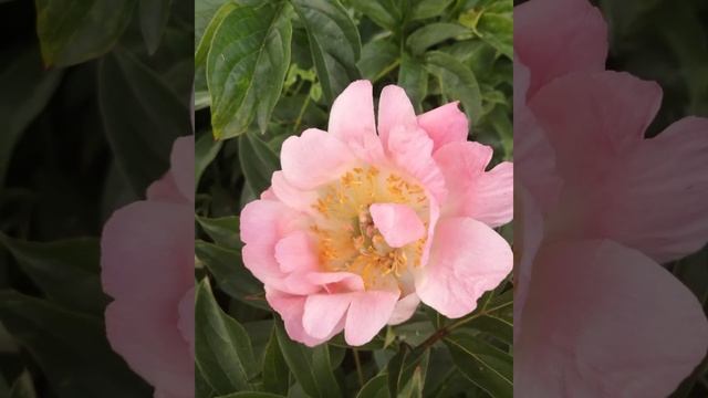 Коралловые пионы для Подмосковья смотреть онлайн