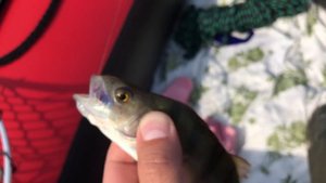 Впервые на Оке _ Рыбалка с Лодки _ Рыбалка на оке _ Спиннинг.