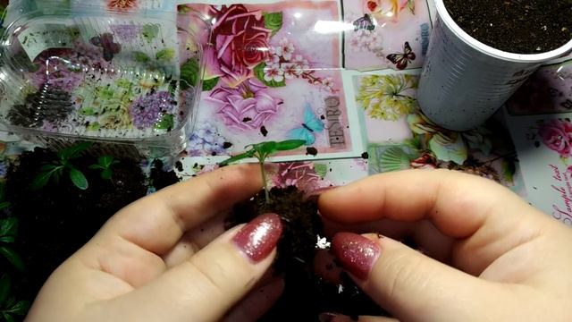 #Бархатцы. Пересадка. Рассада 14 дней. смотреть онлайн