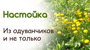 Лечим суставы одуванчиком.. Варенье из одуванчика..Одуванчик полевой.. Польза одуванчика..