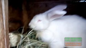 Домашнее кролиководство