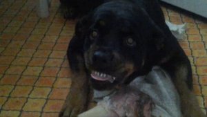 Ротвейлер защищает кость.