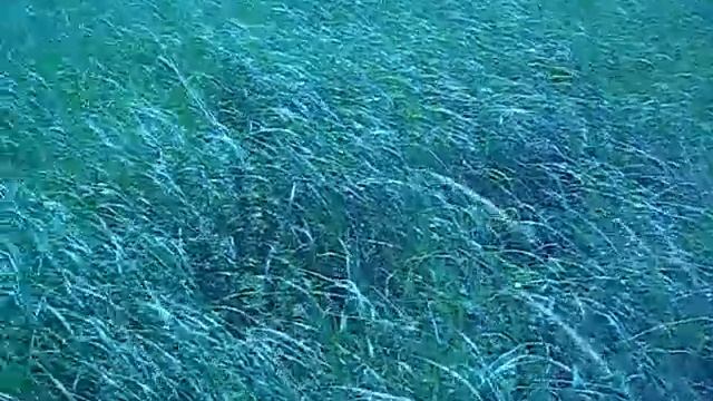 Круги в Башкирии смотреть онлайн