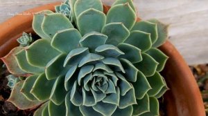 ECHEVERIA ELEGANS