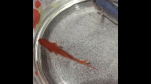 Самка голубой пиндани с икрой. Инкубация икры во рту. #аквариумистика #цихлиды #animals