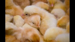 чем кормить цыплят бройлеров в первые дни жизни