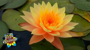 Нимфея Siam Amber (Янтарь Сиама) кувшинка, waterlily, водные растения, пруд