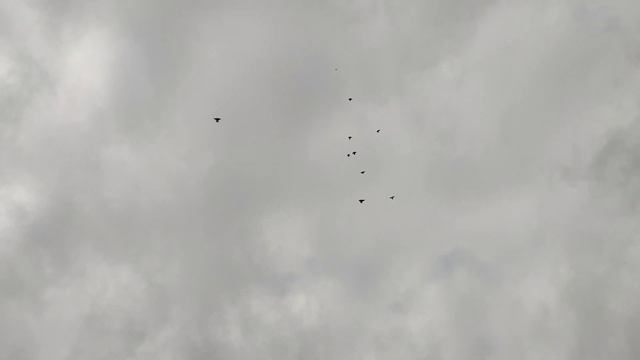 Немного полета,  с обзором голубей на земле! смотреть онлайн