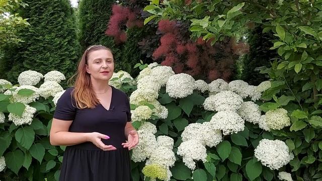 Hortensja ANNABELLE - sposoby na sztywne pędy . Różnice pomiędzy Annabelle a Annabelle STRONG смотреть онлайн