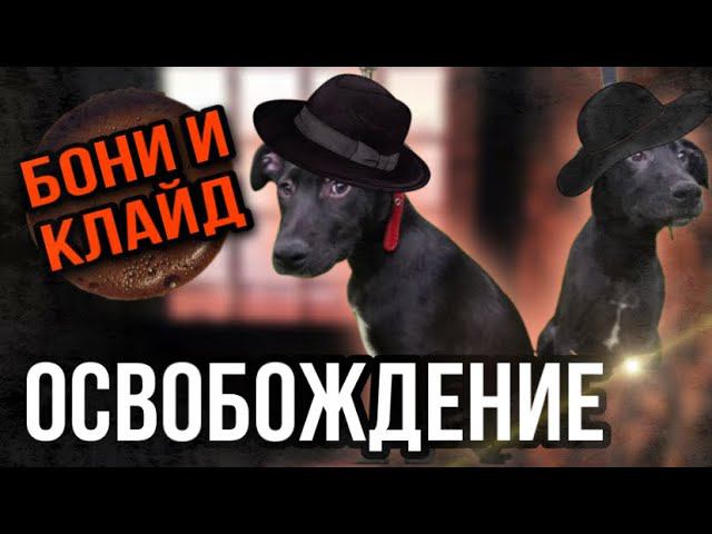 Бони и Клайд. Из заточения к «маме» ❤️