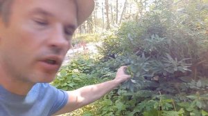 Как выглядит волчеягодник или волчье лыко? Самая ядовитая "волчья ягода".