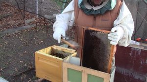 Обработка в термокамере 6.11. 2021. Пересаживаем с пустых рамок на полномедки, сборка в зиму