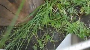 Устройство грохотной копалки Ч.4я