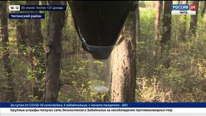 Россельхознадзор расставил феромонные ловушки на жуков-усачей в лесных массивах Читинского района