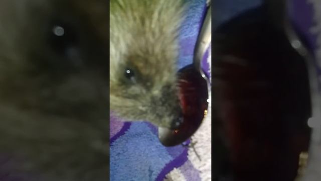 кормлю дикого ежа вареньем из малины) смотреть онлайн