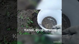 посадка розы осенью. розы с ОКС. саженцы с открытой корневой системой.