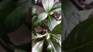 Гортензия "Сбежавшая невеста" ("Runaway Bride") начинает цвести