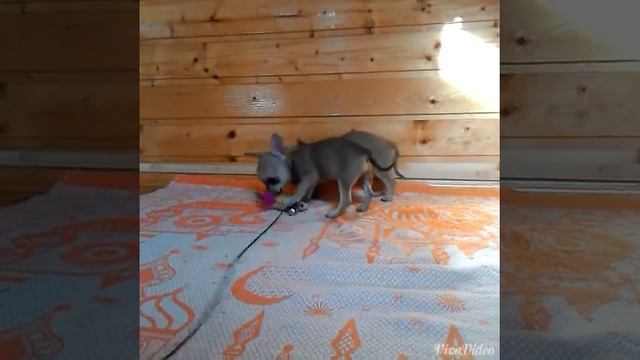 Палевые щеночки чихуахуа-хуа смотреть онлайн