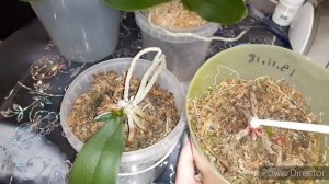 Орхидеи без Точки роста(сгнила) что дальше❓Остались пеньки оставить или выкинуть❓Выкинуть дать шанс